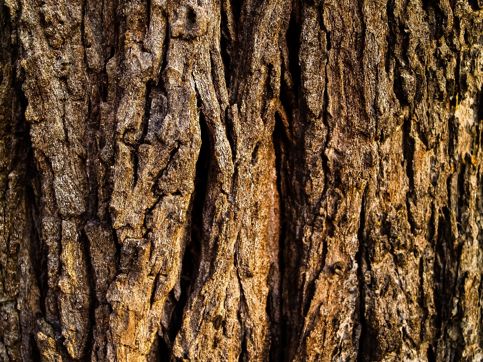 Background bark brown dirt