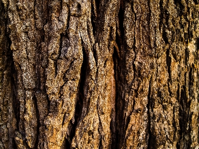 Background bark brown dirt Photo