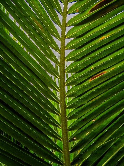 Cambre arrière-plan plier botanique
