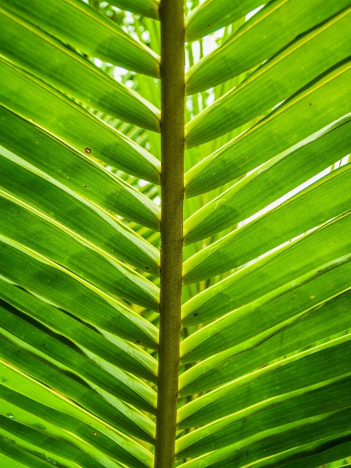 Cambre arrière-plan plier botanique
