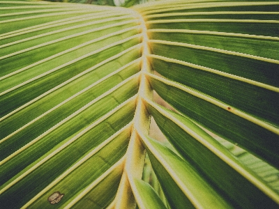 Arch background bend botany Photo