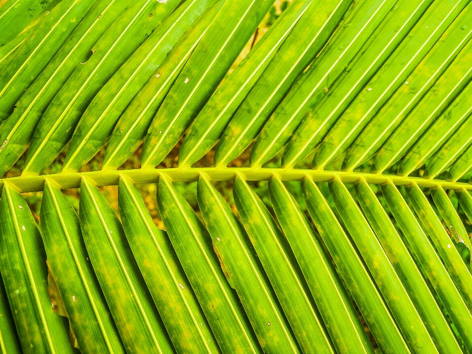 Lengkungan latar belakang membengkokkan botani
