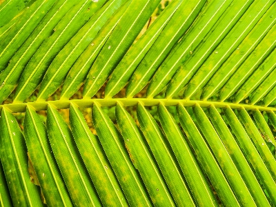 Arch background bend botany Photo