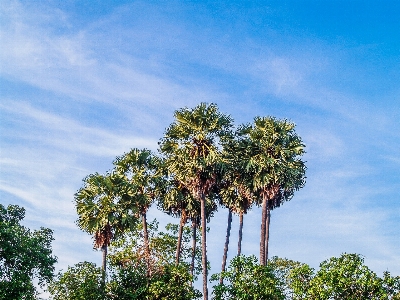 Background beautiful beauty cambodia Photo