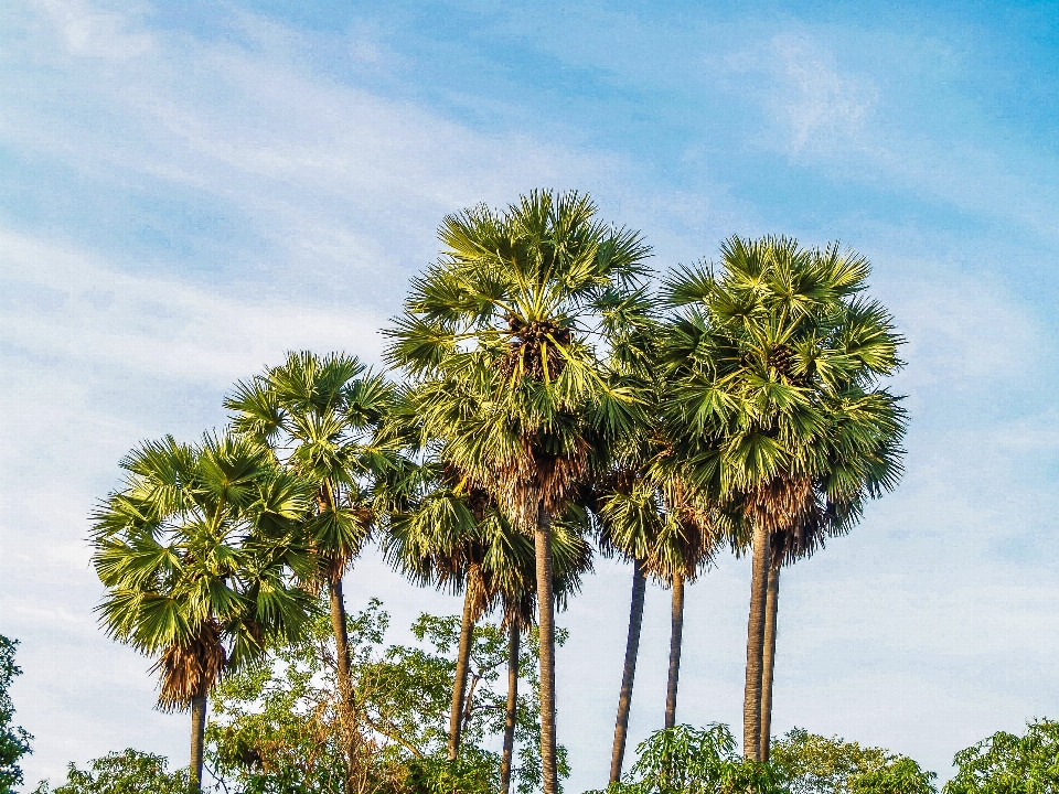 Fondo hermoso belleza camboya