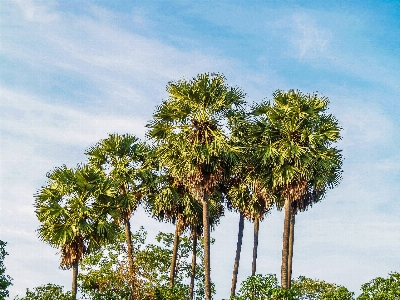 Background beautiful beauty cambodia Photo