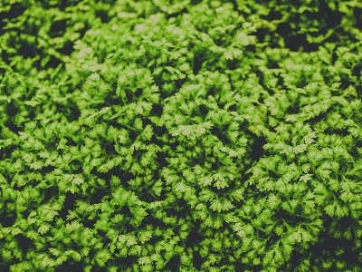 Ferns leaves green foliage natural floral fern background beautiful beauty Photo