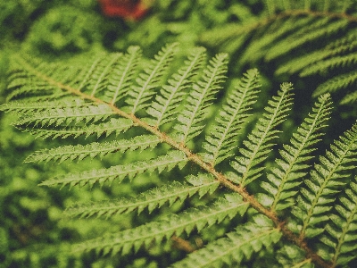 Ferns leaves green foliage natural floral fern background beautiful beauty Photo