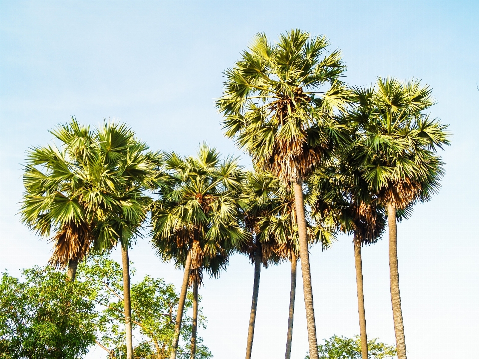 Background beautiful beauty cambodia