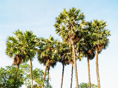 Background beautiful beauty cambodia Photo