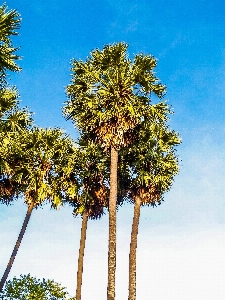 Background beautiful beauty cambodia Photo