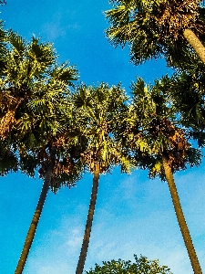 Hintergrund schön schönheit kambodscha Foto