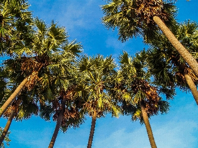 Hintergrund schön schönheit kambodscha Foto