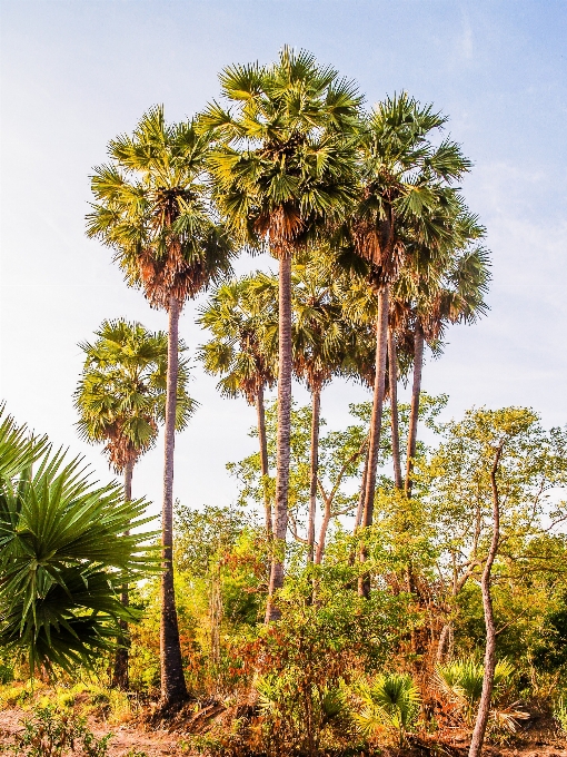 Arrière-plan beau beauté cambodge