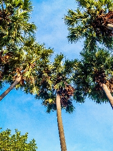 Hintergrund schön schönheit kambodscha Foto