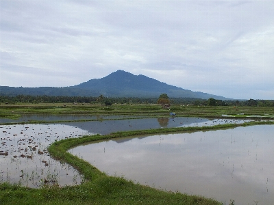 Nature tidal marsh natural environment grassland Photo