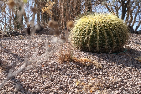 Cactus blue desert nature Photo