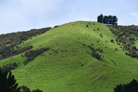 Hill green sheep mountainous landforms Photo