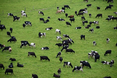 Cow green grazing herd Photo