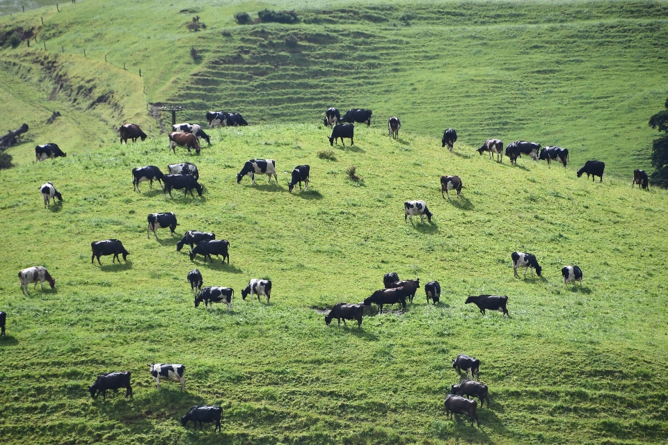 Vache vert pâturage
 troupeau