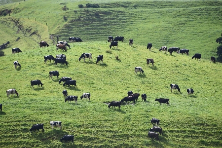 Cow green grazing pasture Photo