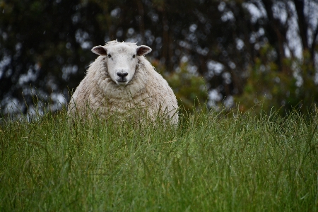 Sheep hill mammal pasture Photo