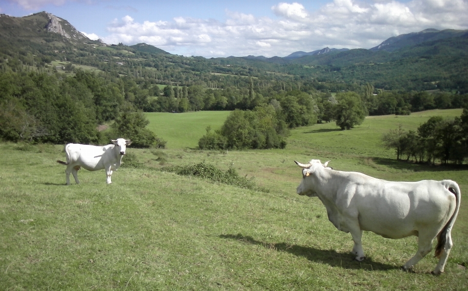 Nature pasture mammal bovine