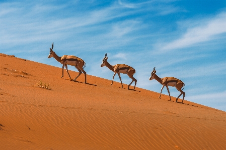 Africa desert natural environment sand Photo