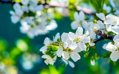 Blume blühende pflanze
 weiss frühling Foto