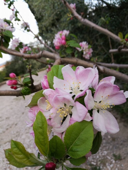 Natura fiore pianta petalo