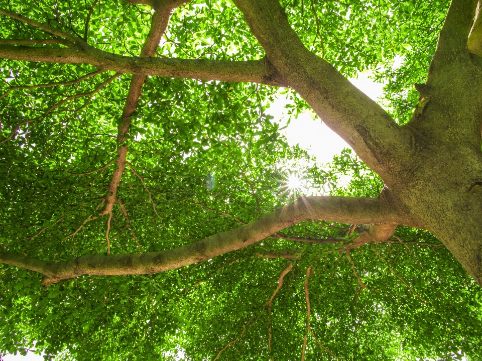 Tree nature green trees