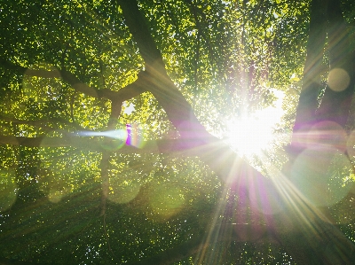 Tree nature green trees Photo