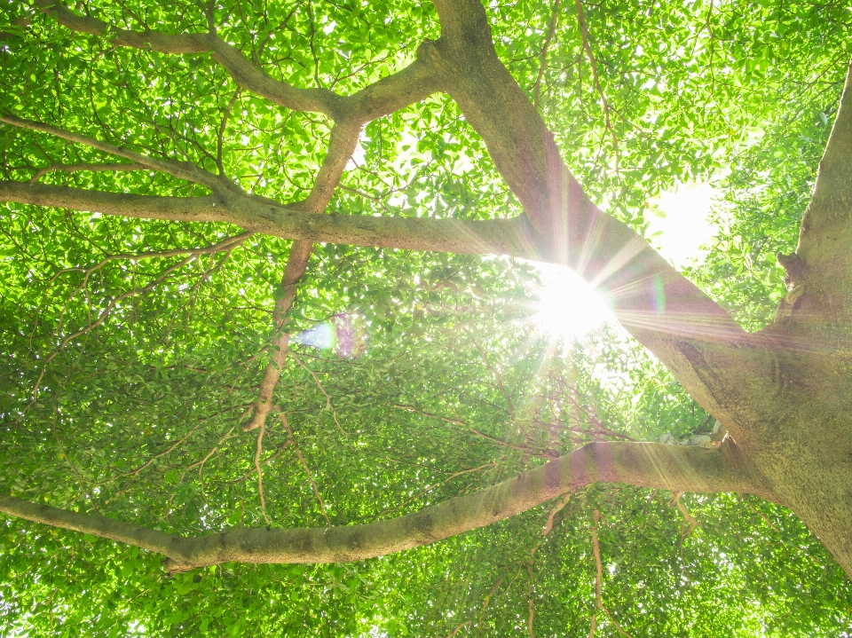 árbol naturaleza verde árboles