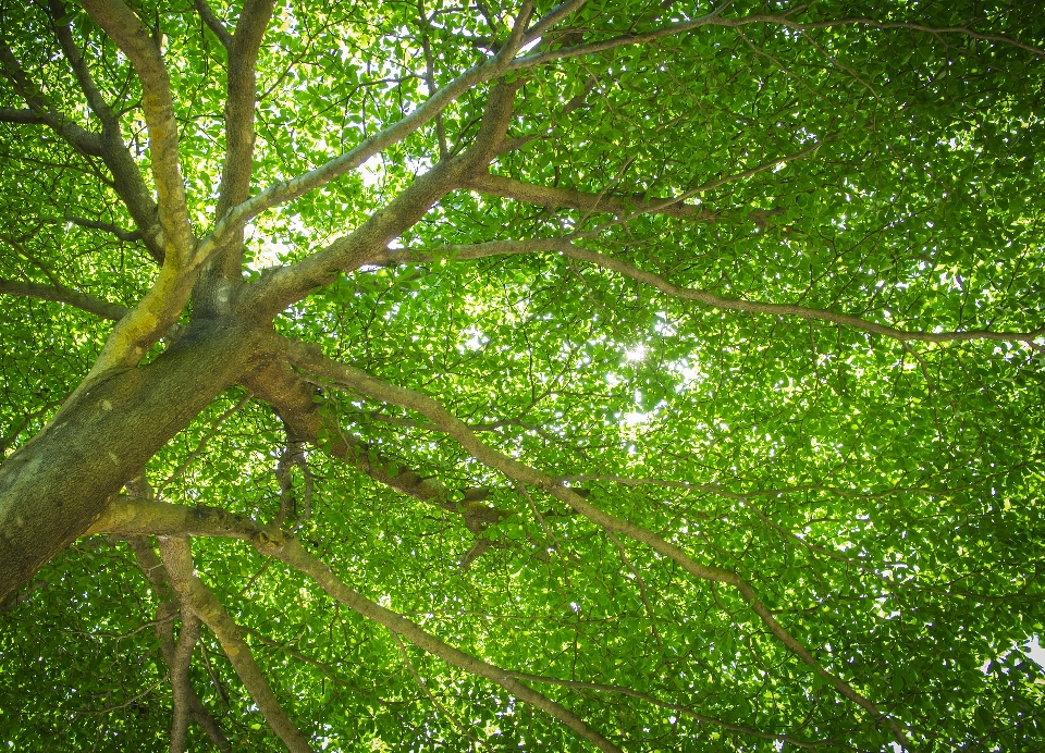 Tree nature green trees