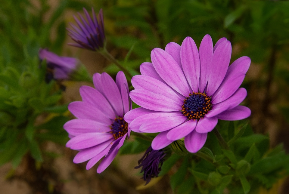 Flowers flower flowering plant petal