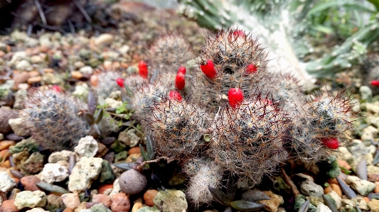 Cactus plant thorns spines Photo