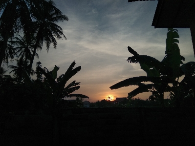 Nature sky tree sunset Photo