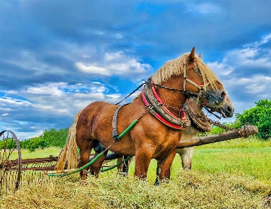 Photo Cheval étalon brouillon champ