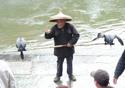 Cormorant 釣り 水 鳥 写真