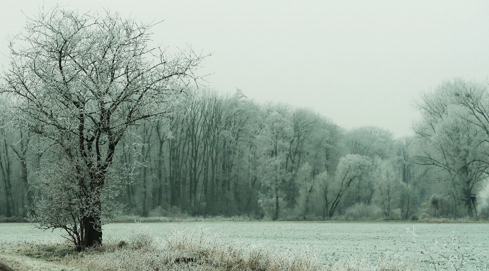 Inverno alberi foresta congelare