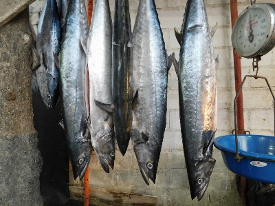 Foto Ikan produk ikan
 sarden
 sauri pasifik
