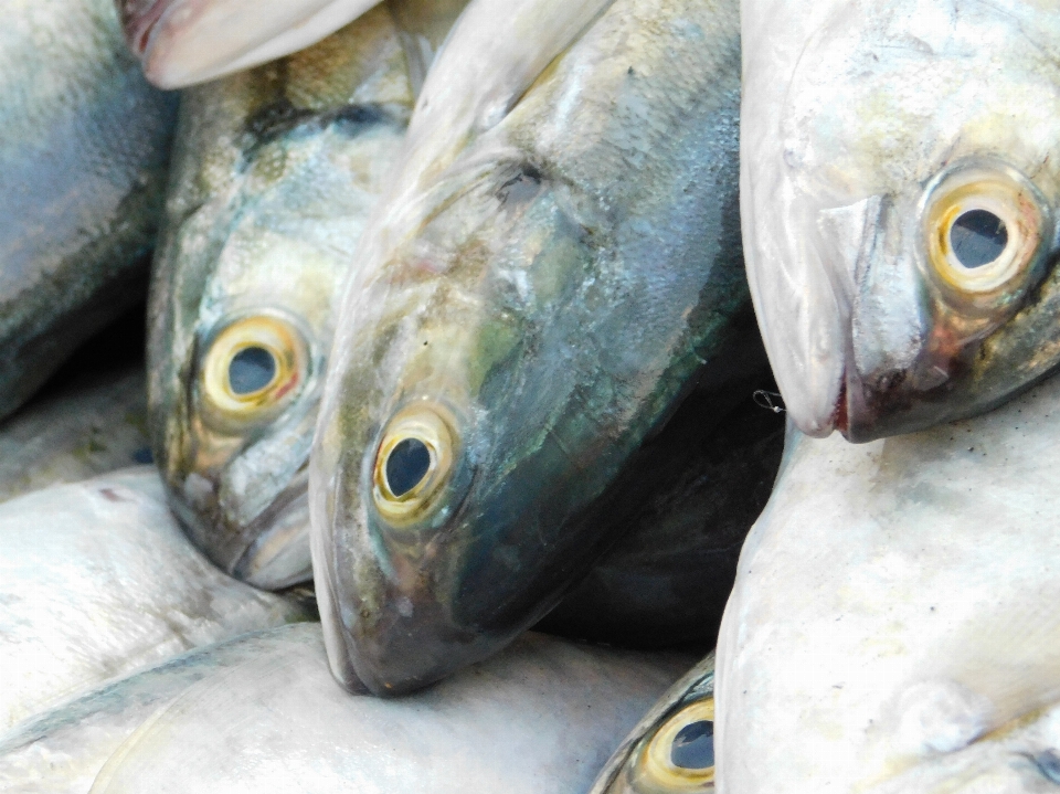 Poisson produits à base de poisson
 les poissons gras
 fruit mer