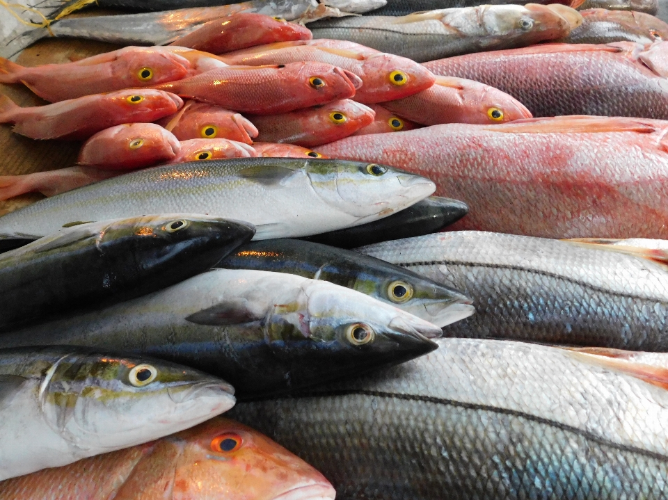 Peixe produtos de peixe
 oleoso
 sardinha
