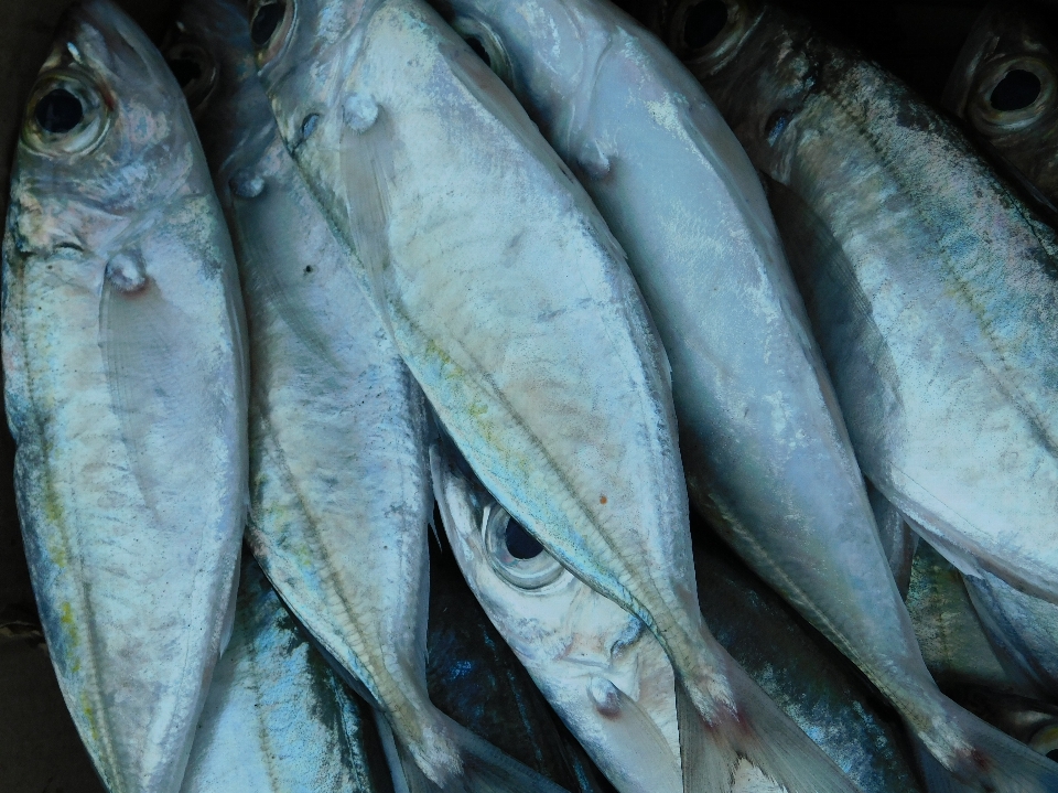 Fisch fischprodukte
 sardine
 meeresfrüchte