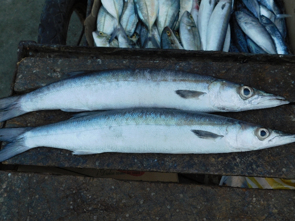 Fisch fischprodukte
 pazifischer makrelensaurier
 sardine
