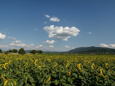 Summer sky field sunflower Photo