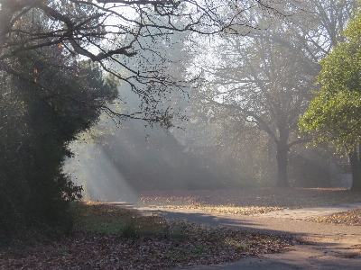 Nature atmospheric phenomenon tree natural landscape Photo