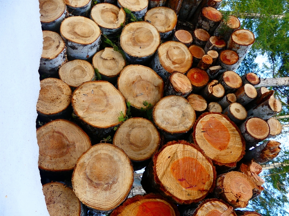 Holz kraftstoff bäume porträt