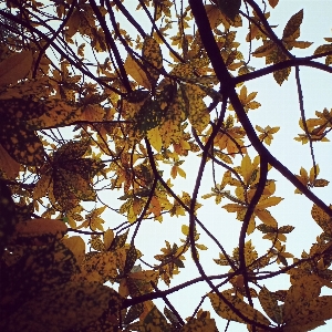 Yellow leaf branch tree Photo