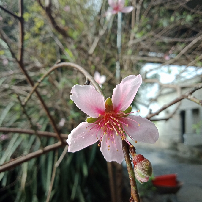 Flower natural leaves pink